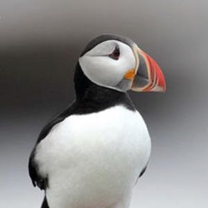 Meet your Posher, Tom